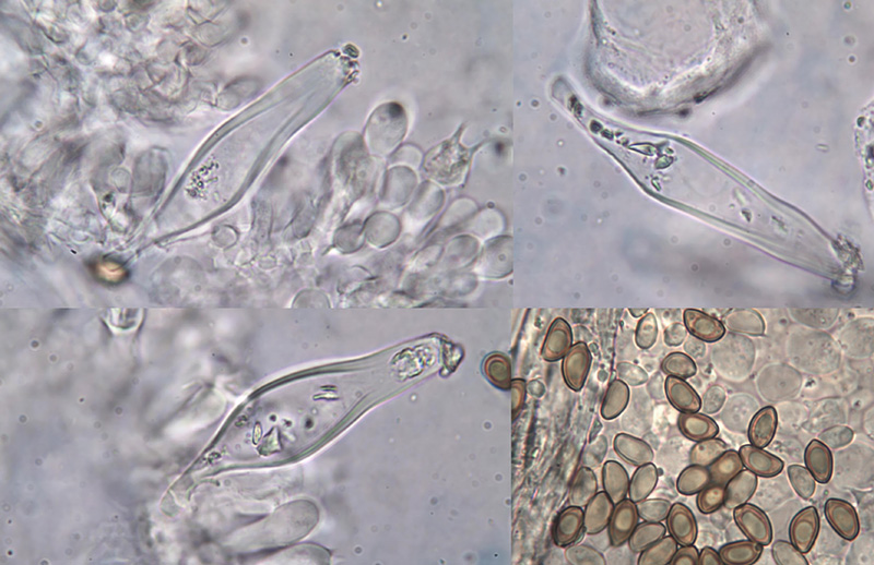 Inocybe bonii mikro